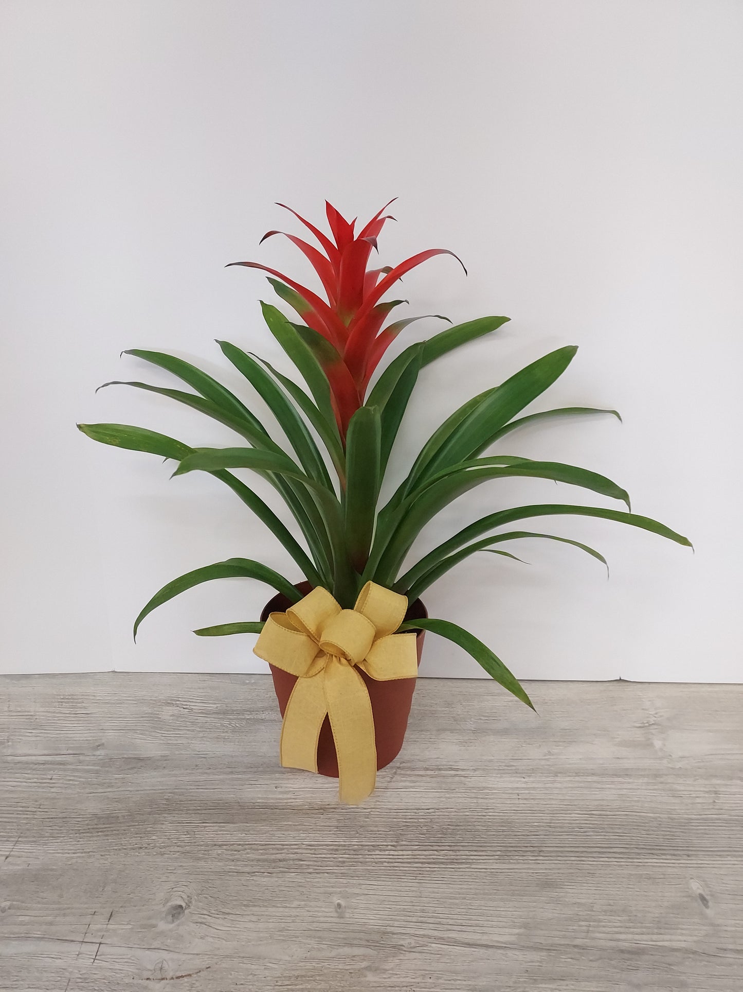 Plant - Bromeliad