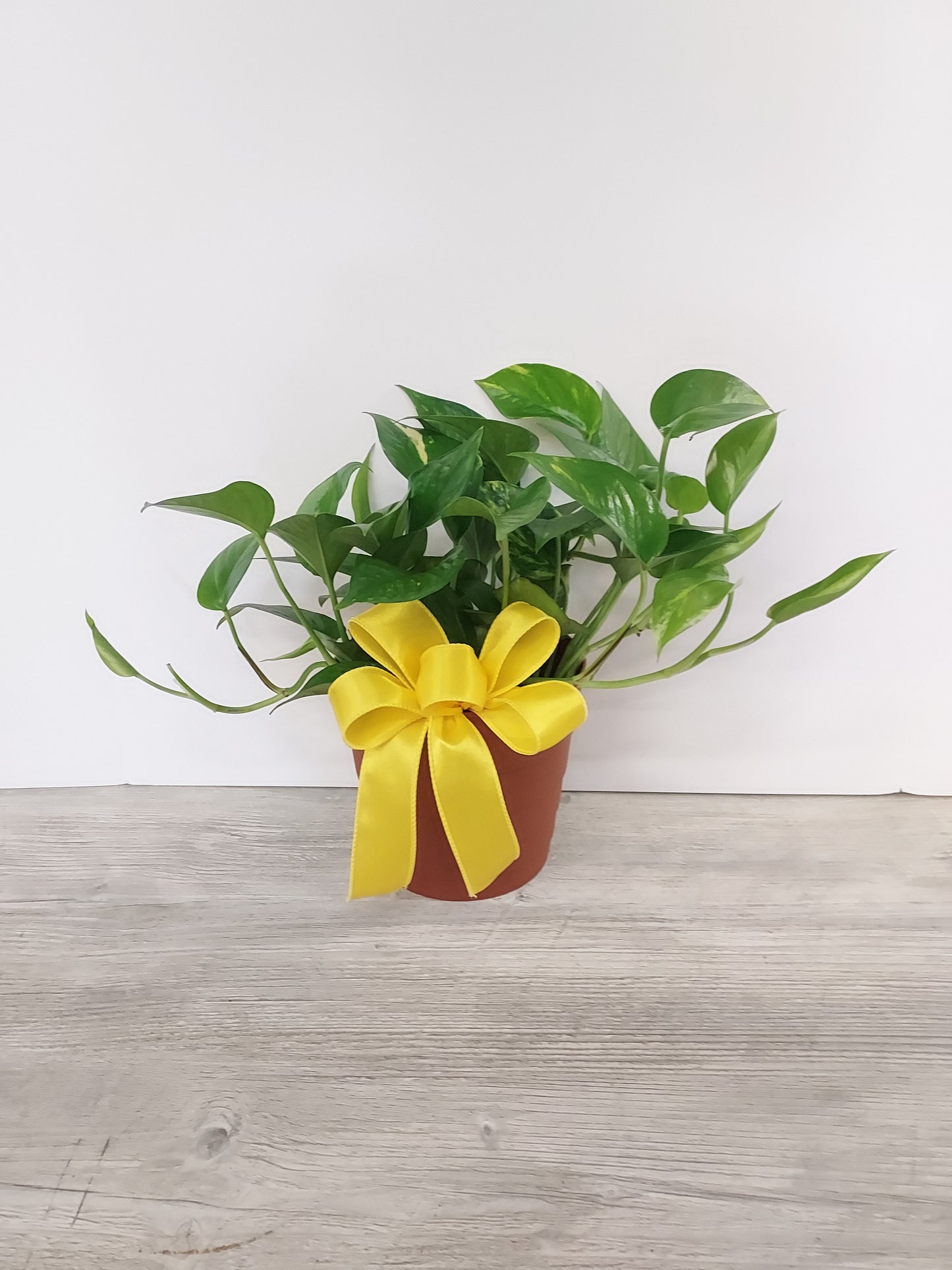 Plant - Designer’s Choice Houseplant