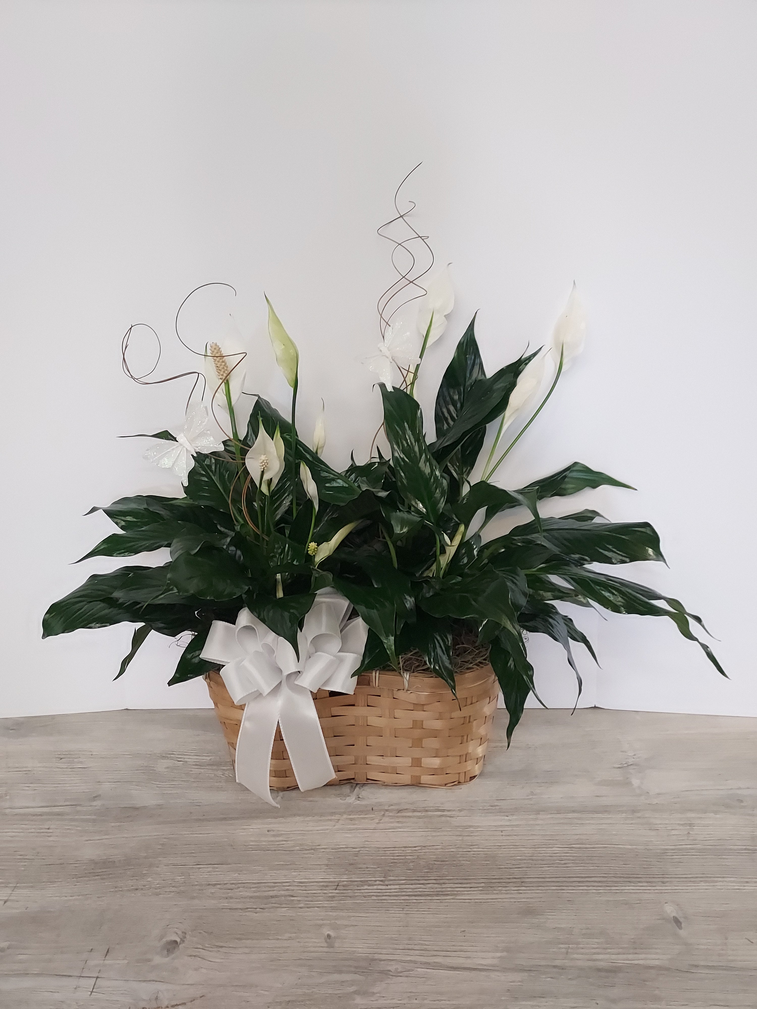 peace lilies for funerals Plant