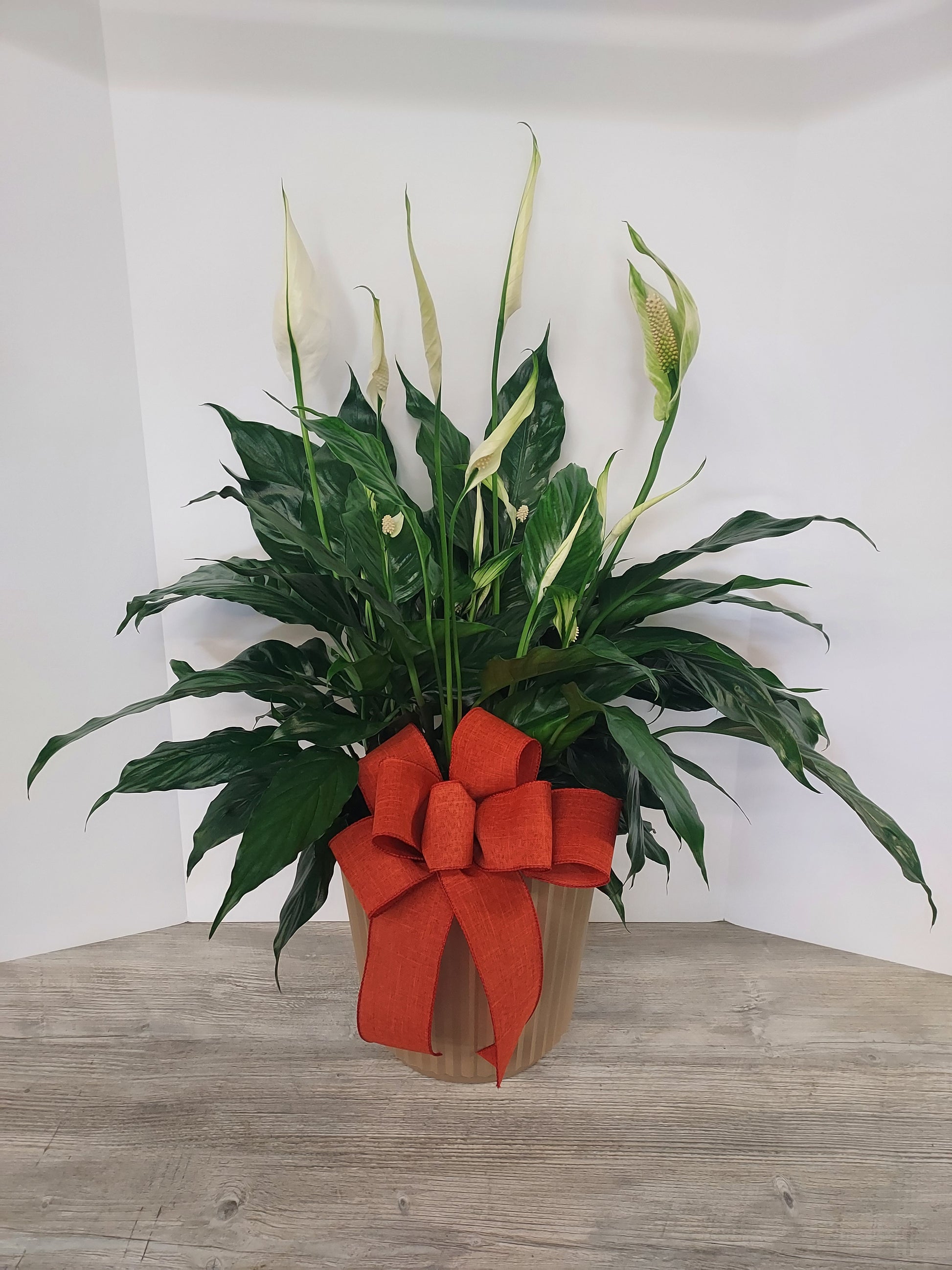 medium peace lily Plant