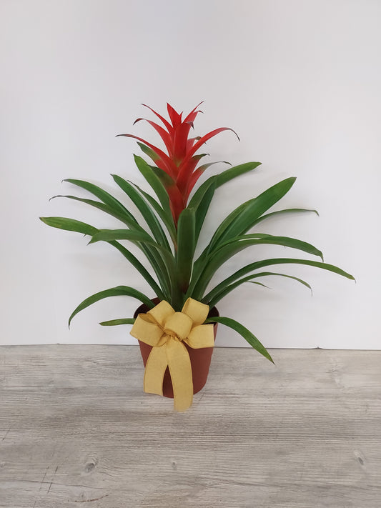 Plant - Bromeliad