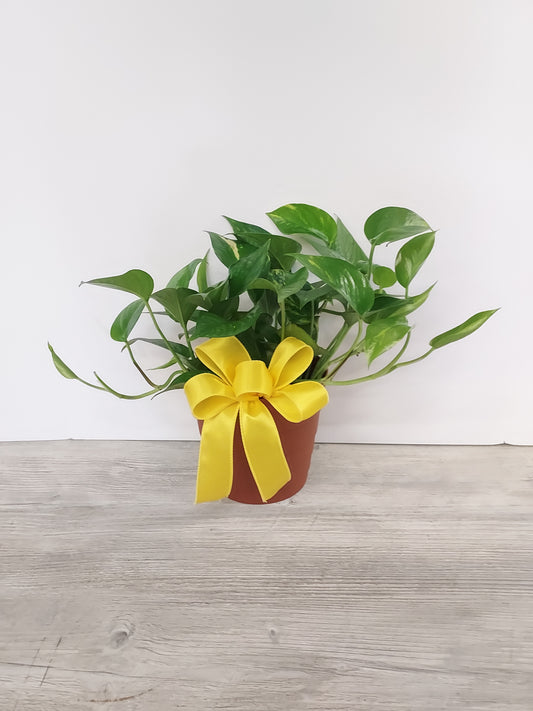 Plant - Designer’s Choice Houseplant