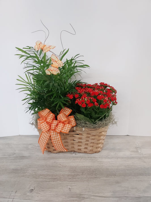 Plant - Double Basket