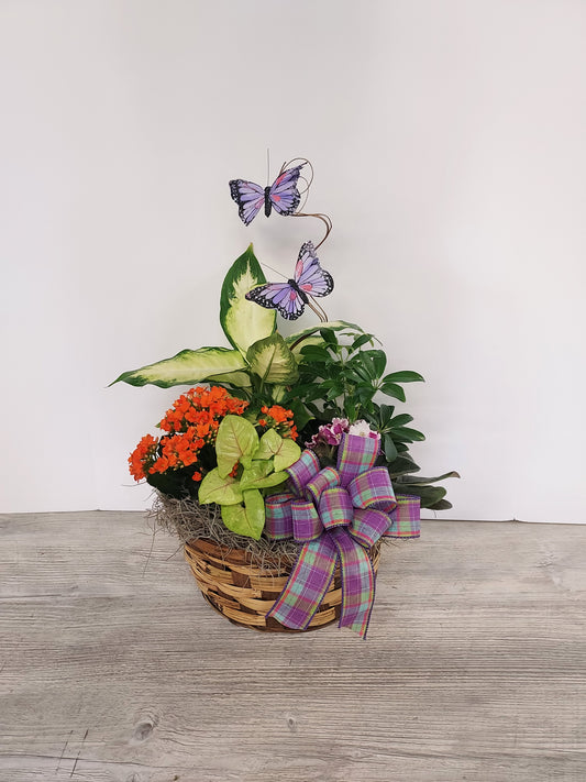 Plant - European Dishgarden