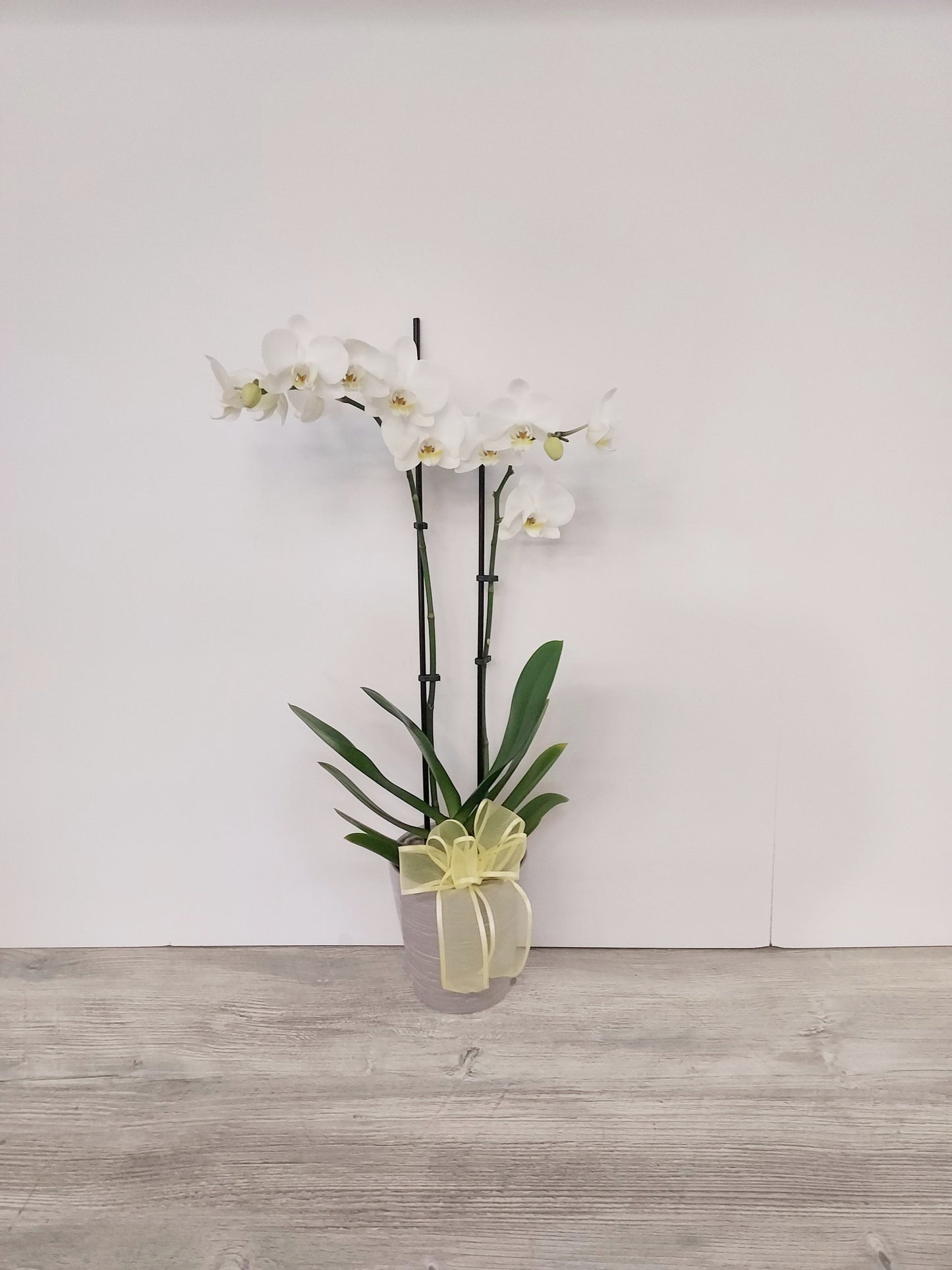 Plant - Orchid