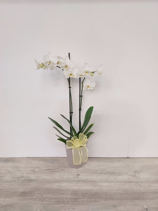 Plant - Orchid