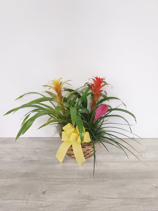 Plant - Triple Bromeliad Basket