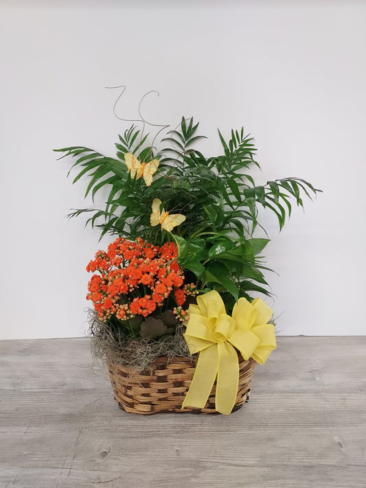 Plant - Triple Basket